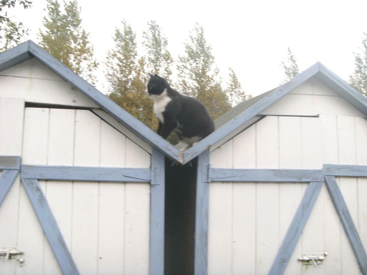 Ferme Lenfant Affittacamere Ville-Pommeroeul Esterno foto